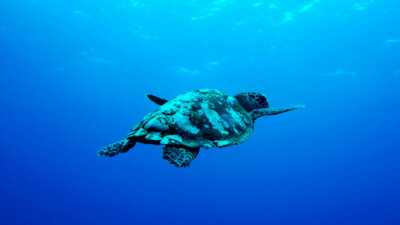 slow productivity blog image - turtle in the ocean in blue water