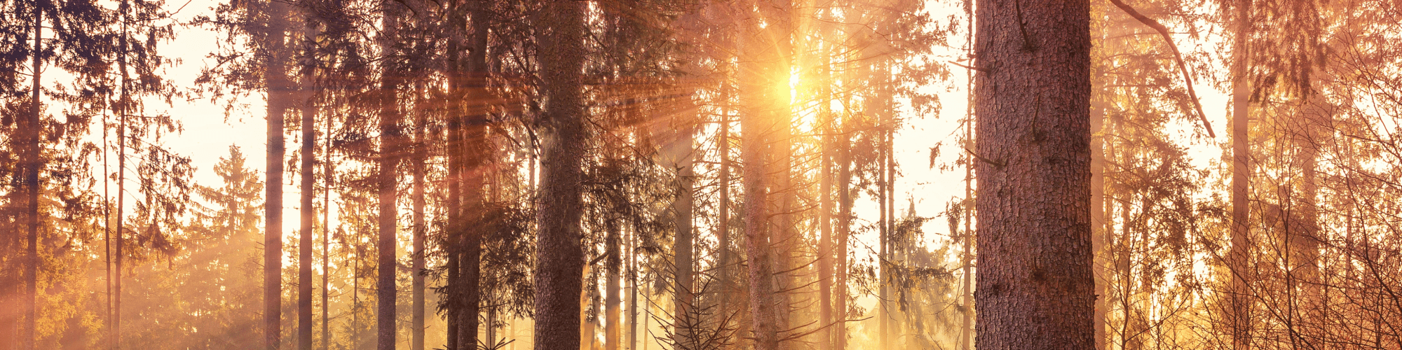 boost your productivity through the senses