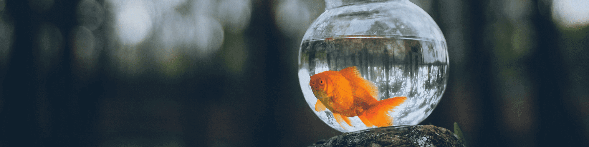 fish tank goldfish space influences creativity at work